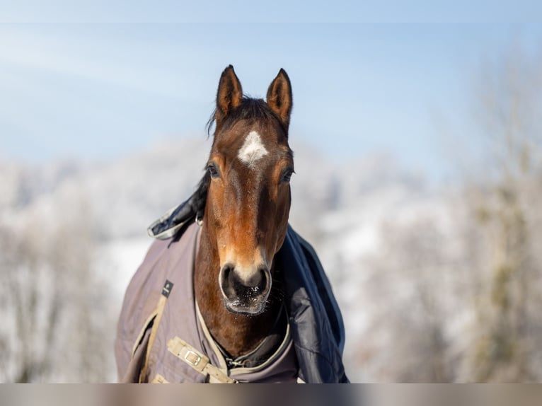 Selle Français Castrone 13 Anni 168 cm Baio in Biel-Benken BL