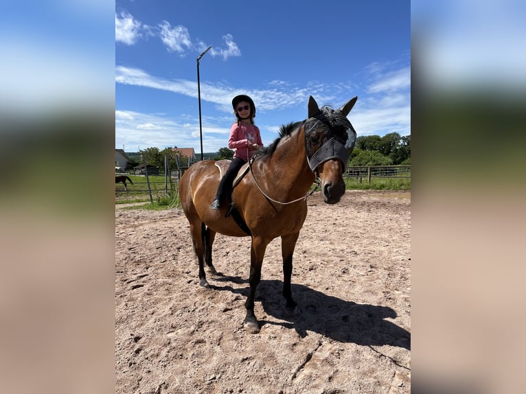 Selle Français Castrone 13 Anni 168 cm Baio in Voujeaucourt