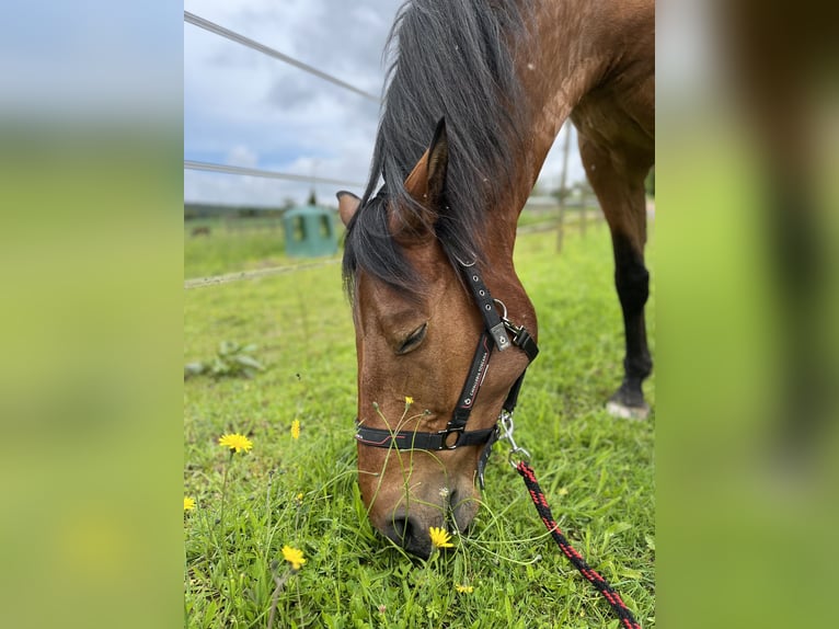 Selle Français Castrone 13 Anni 168 cm Baio in Voujeaucourt