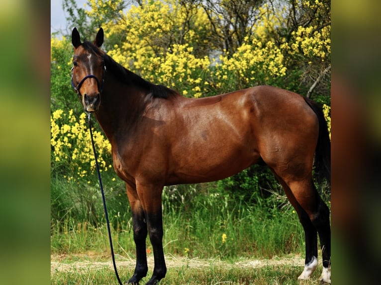 Selle Français Castrone 13 Anni 168 cm Baio scuro in Ribaute-les-Tavernes