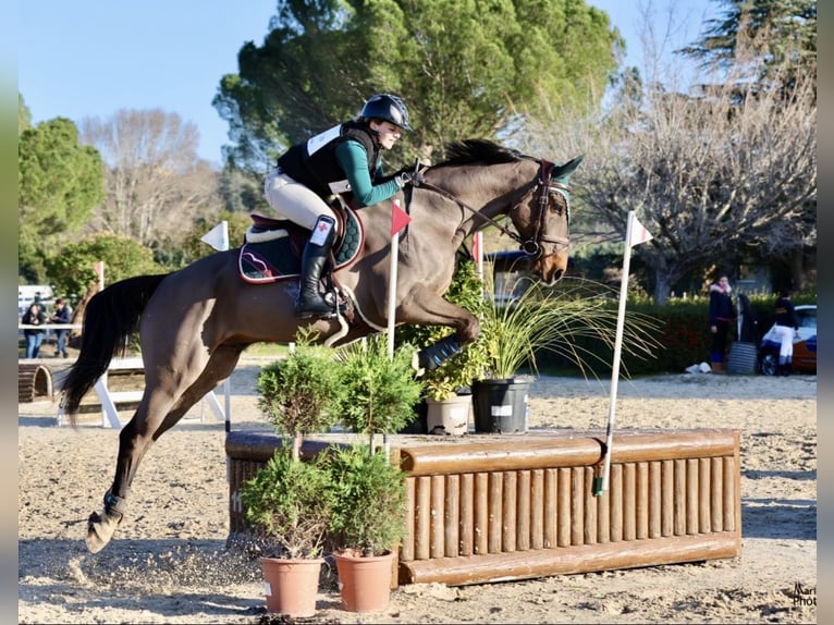 Selle Français Castrone 13 Anni 168 cm Baio scuro in Ribaute-les-Tavernes