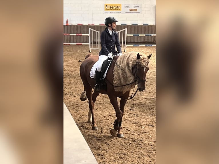 Selle Français Mix Castrone 13 Anni 168 cm Sauro in Herborn