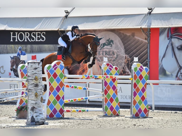 Selle Français Castrone 13 Anni 169 cm Baio in Treviglio