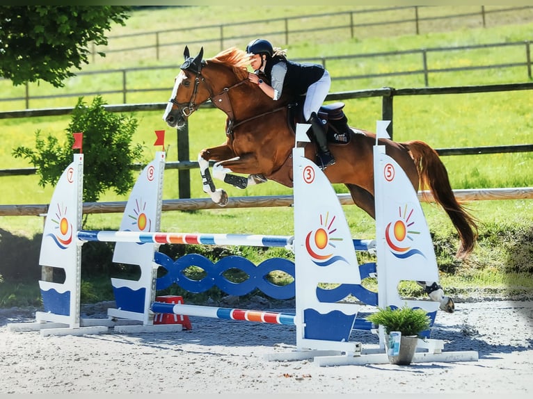 Selle Français Castrone 13 Anni 172 cm Sauro in Montigny-sur-Loing