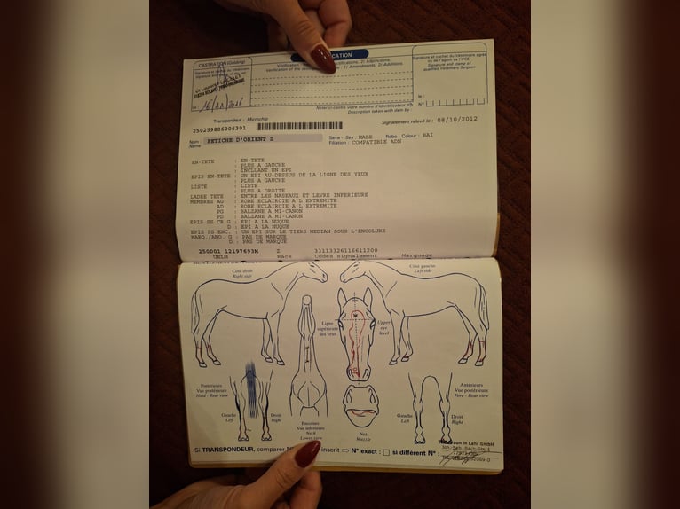Selle Français Castrone 14 Anni 165 cm Baio in Neuried