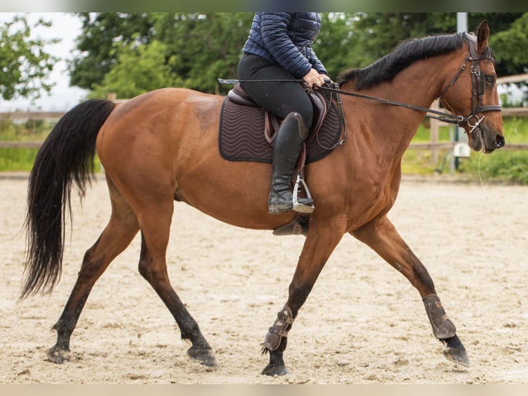 Selle Français Castrone 14 Anni 165 cm Baio in Éloie