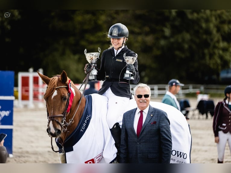 Selle Français Castrone 14 Anni 167 cm Baio in Sopot