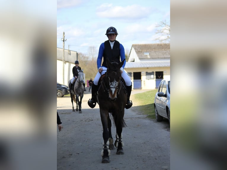 Selle Français Castrone 14 Anni 171 cm Baio nero in Les loges marchis