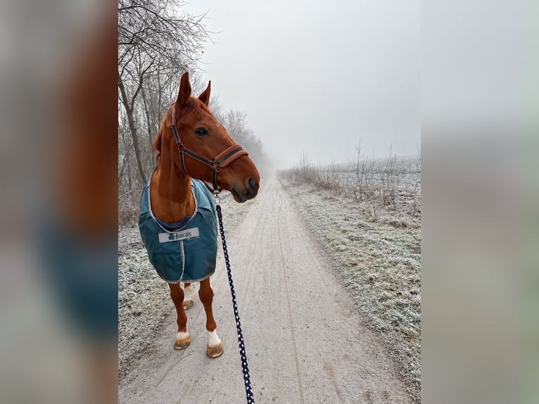 Selle Français Castrone 14 Anni 172 cm Sauro in Köln