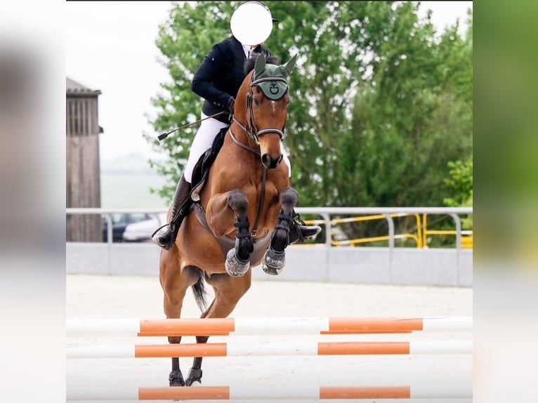 Selle Français Castrone 14 Anni 173 cm Baio in Noé-les-Mallets