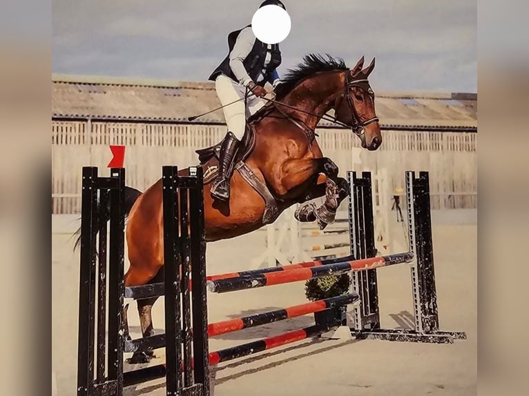 Selle Français Castrone 14 Anni 173 cm Baio in Noé-les-Mallets