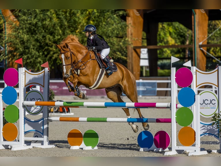 Selle Français Castrone 14 Anni Sauro in Leon