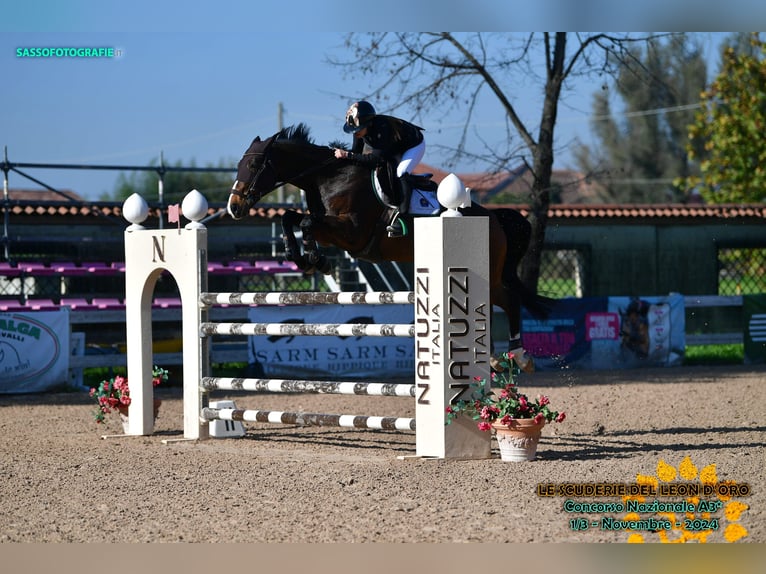 Selle Français Castrone 15 Anni 167 cm Baio scuro in MILANO