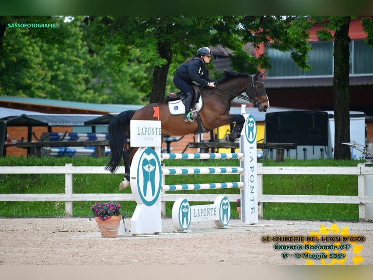 Selle Français Castrone 15 Anni 167 cm Baio scuro in MILANO