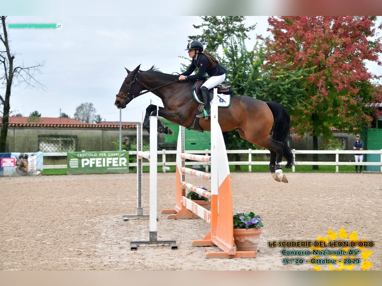 Selle Français Castrone 15 Anni 167 cm Baio scuro in MILANO