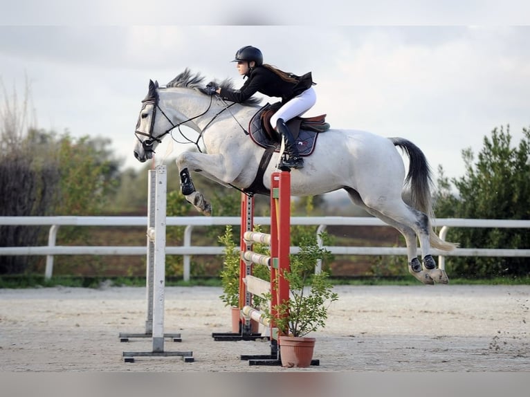 Selle Français Castrone 15 Anni 168 cm Grigio in Miami, Florida