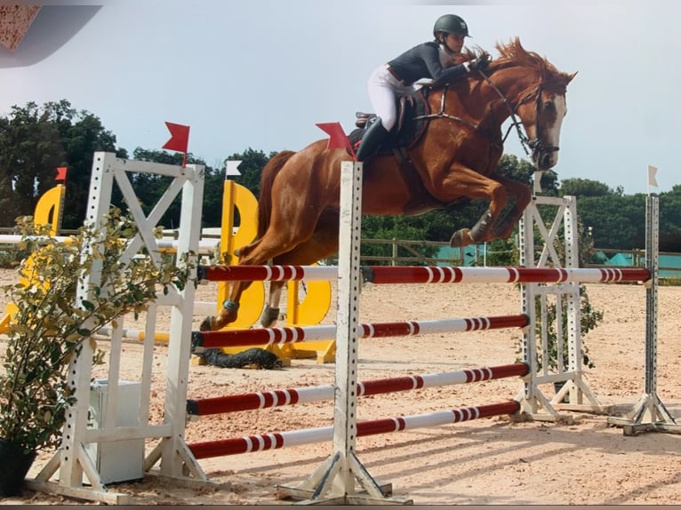 Selle Français Castrone 15 Anni 172 cm Sauro in Aix-en-Provence