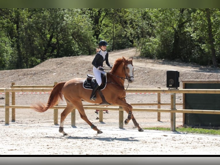 Selle Français Castrone 15 Anni 172 cm Sauro in Aix-en-Provence