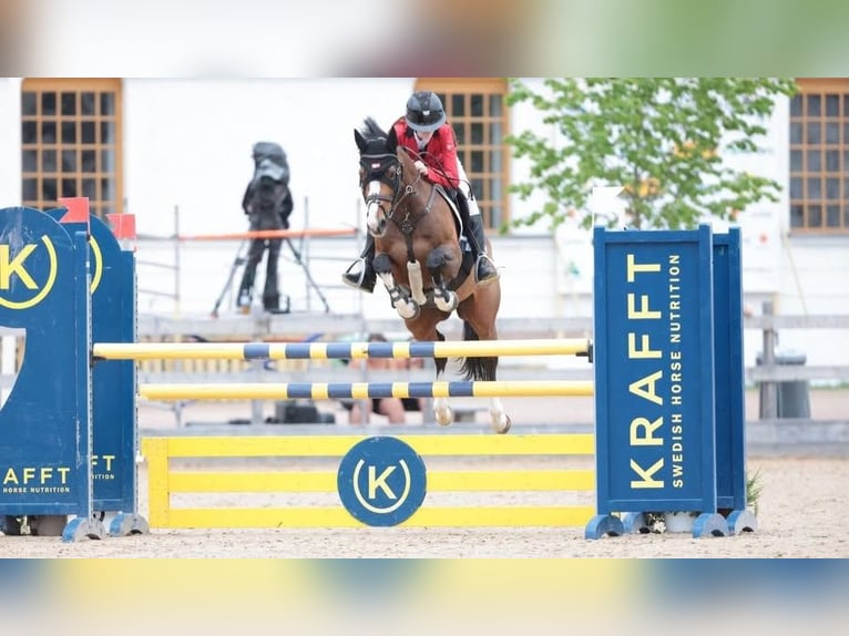 Selle Français Castrone 16 Anni 148 cm Baio in Birkerød