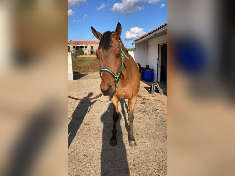 Selle Français Castrone 16 Anni 165 cm Baio in Santo Estevão