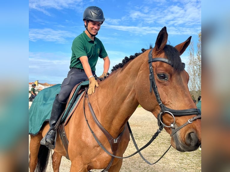 Selle Français Castrone 16 Anni 165 cm Baio in Santo Estevão