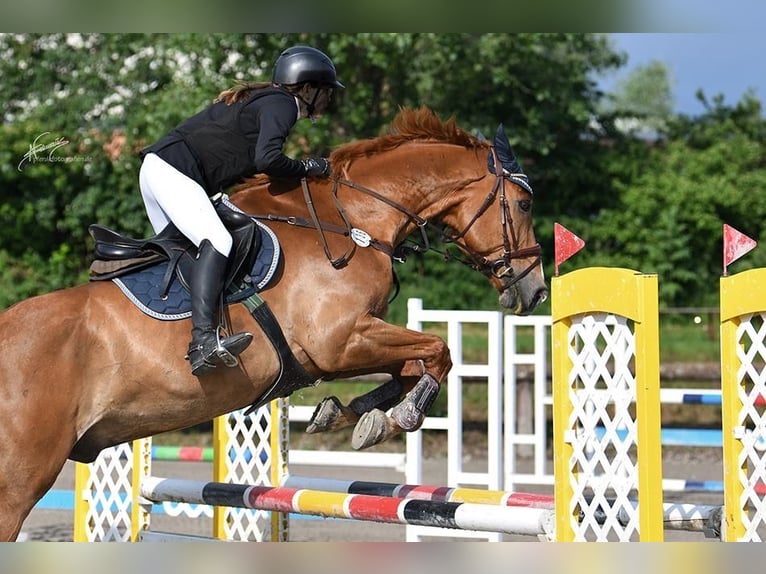 Selle Français Castrone 16 Anni 174 cm Sauro in Haßloch