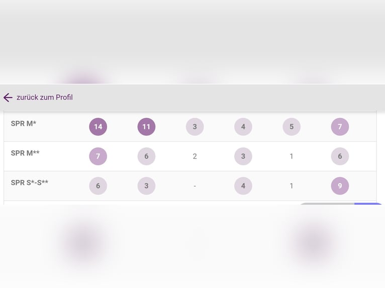 Selle Français Castrone 16 Anni 175 cm Baio in Willich