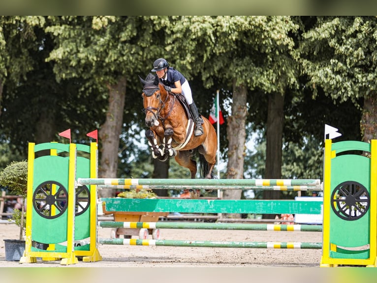 Selle Français Castrone 16 Anni 175 cm Baio in Willich