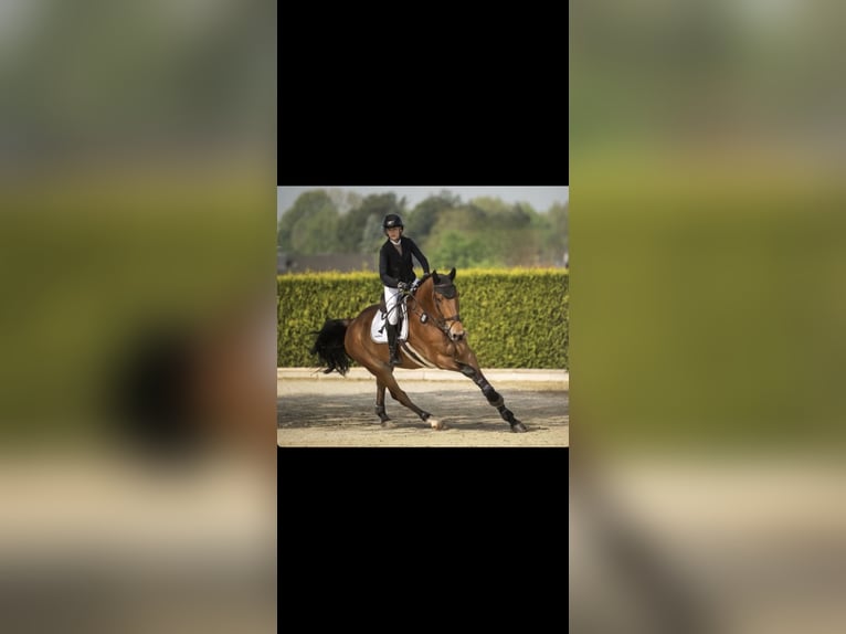 Selle Français Castrone 16 Anni 176 cm Baio in Willich