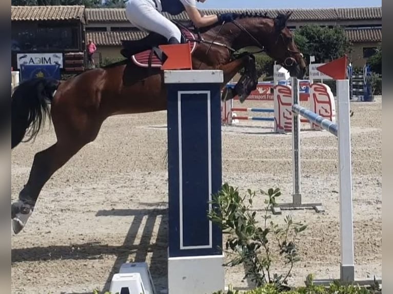 Selle Français Castrone 16 Anni Baio ciliegia in Palermo