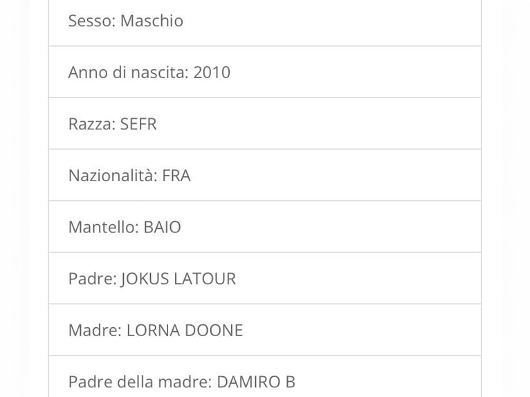 Selle Français Castrone 16 Anni Baio ciliegia in Palermo