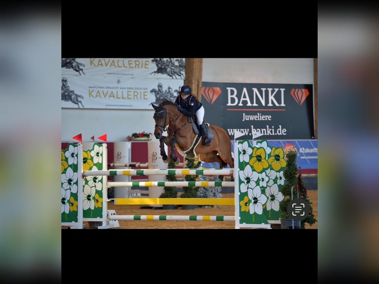 Selle Français Castrone 17 Anni 160 cm Baio in Bayreuth