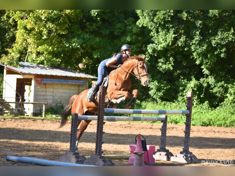 Selle Français Castrone 17 Anni 165 cm Sauro scuro in salleboeuf