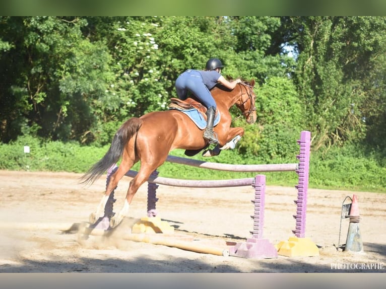Selle Français Castrone 17 Anni 165 cm Sauro scuro in salleboeuf