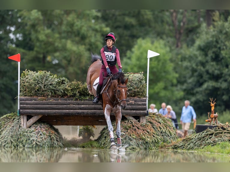 Selle Français Castrone 17 Anni 172 cm Baio in Premia De Dalt