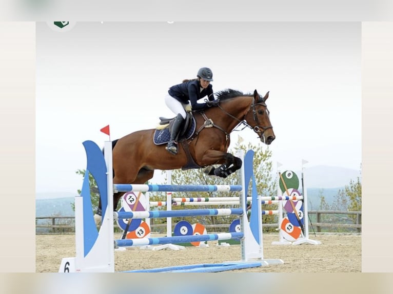 Selle Français Castrone 17 Anni 172 cm Baio in Premia De Dalt