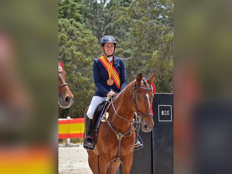 Selle Français Castrone 17 Anni 172 cm Baio in Premia De Dalt