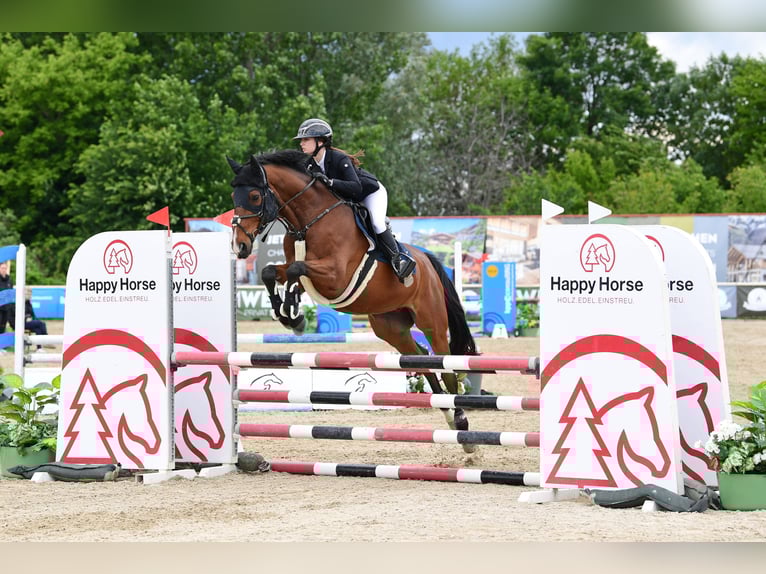 Selle Français Castrone 19 Anni 163 cm Baio in M&#xFC;nchendorf