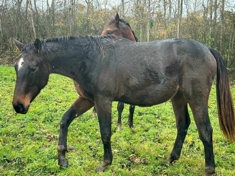 Selle Français Castrone 2 Anni 165 cm Baio nero in THEREVAL