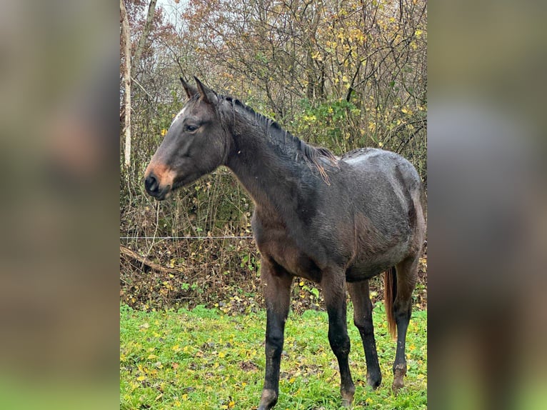 Selle Français Castrone 2 Anni 165 cm Baio nero in THEREVAL