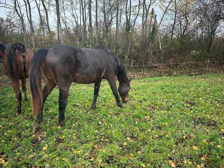 Selle Français Castrone 2 Anni 165 cm Baio nero in THEREVAL