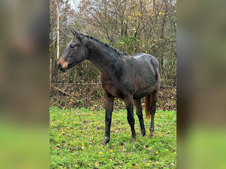 Selle Français Castrone 2 Anni 165 cm Baio nero in THEREVAL