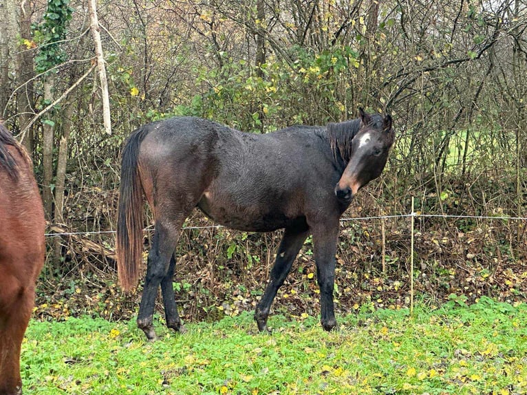 Selle Français Castrone 2 Anni 165 cm Baio nero in THEREVAL