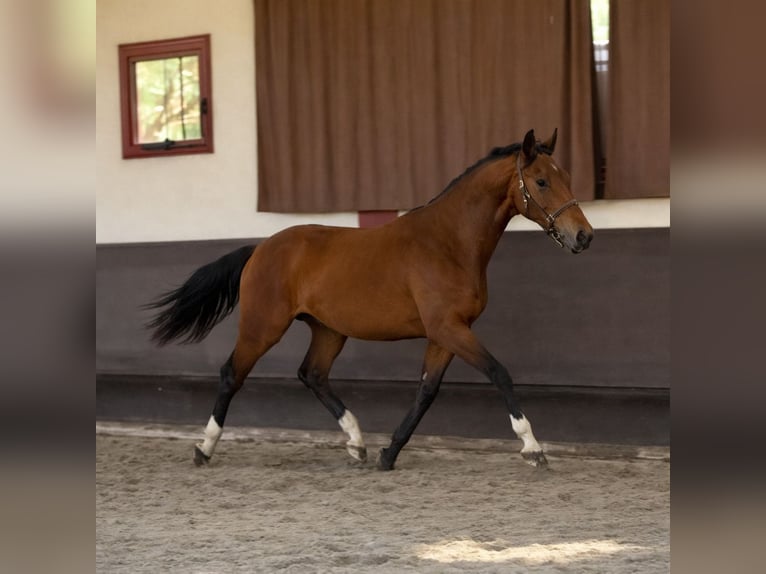 Selle Français Castrone 2 Anni 170 cm Baio in Gironde