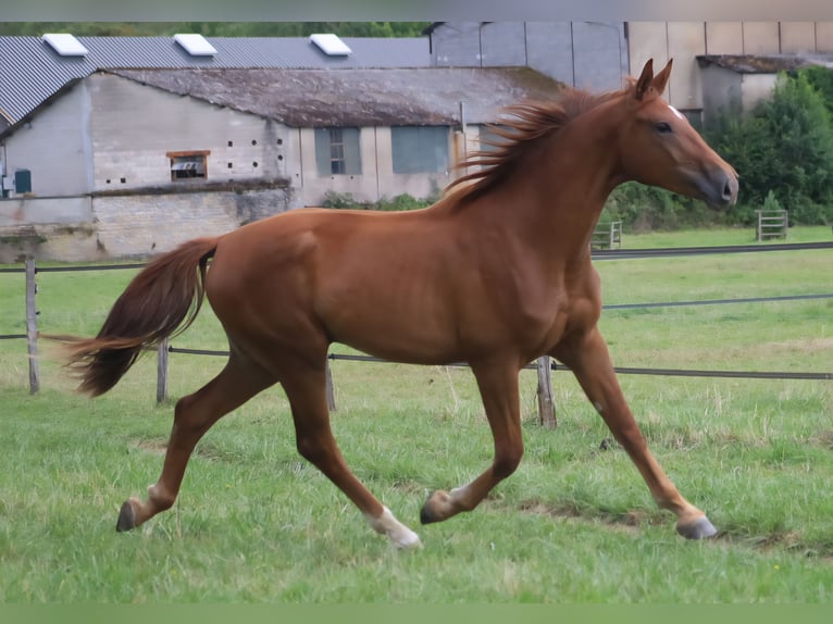 Selle Français Castrone 2 Anni 173 cm Sauro scuro in velars sur ouche