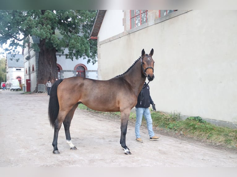 Selle Français Castrone 3 Anni 161 cm Baio in Jauzé