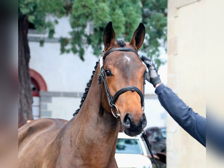 Selle Français Castrone 3 Anni 161 cm Baio in Jauzé