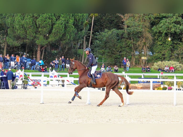 Selle Français Castrone 3 Anni 166 cm Sauro scuro in champagny sous uxelles