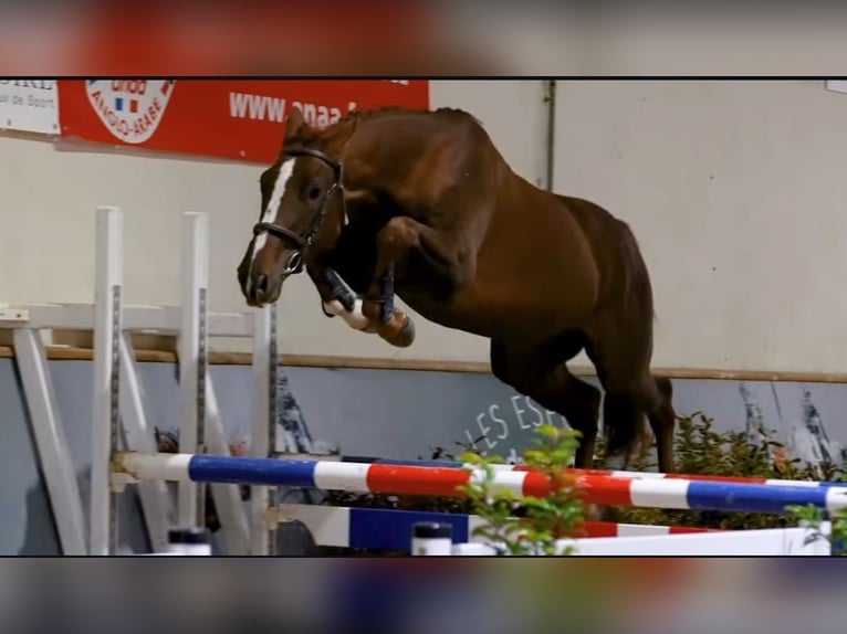 Selle Français Castrone 3 Anni 166 cm Sauro scuro in champagny sous uxelles