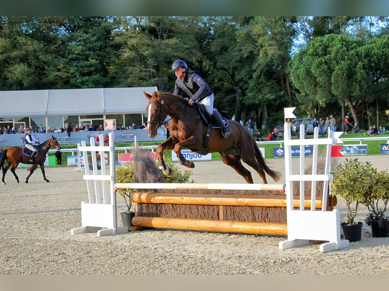 Selle Français Castrone 3 Anni 166 cm Sauro scuro in champagny sous uxelles